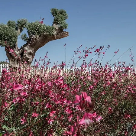 Aliv Stone & Hotel Ajos Nikolaos