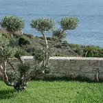Aliv Stone &